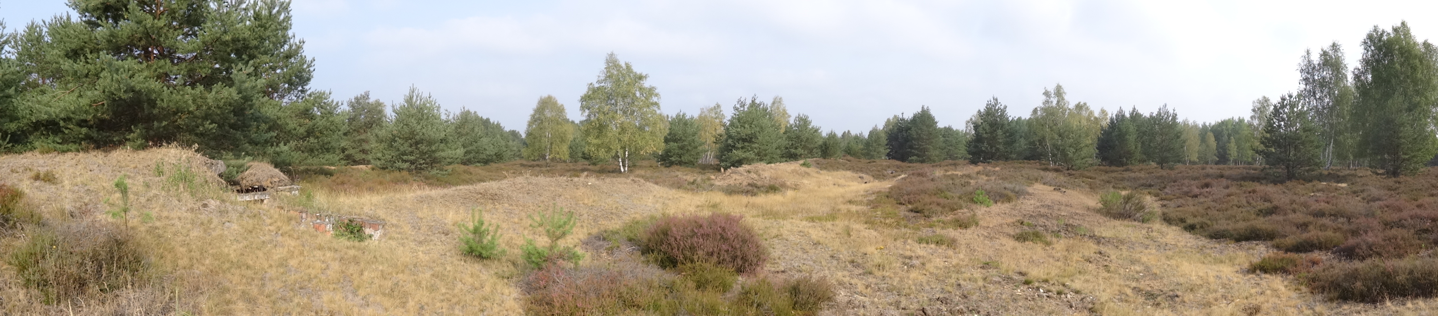 Verbuschte Fläche mit Wald im hintergrund