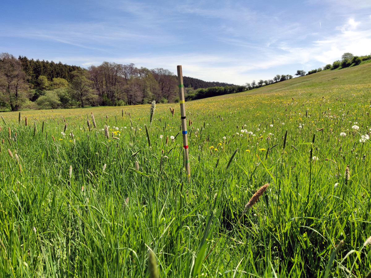 Bild mit einer Wiese