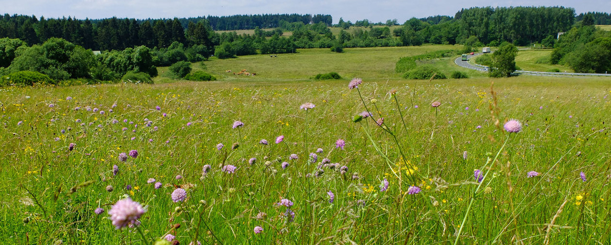 Bild einer Wiese